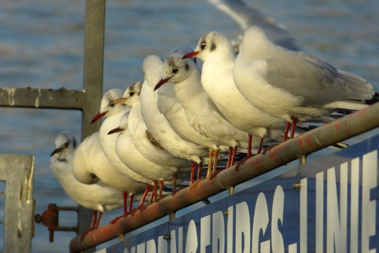 A row of several white and grey gulls perched side-by-side on a metal railing over water.