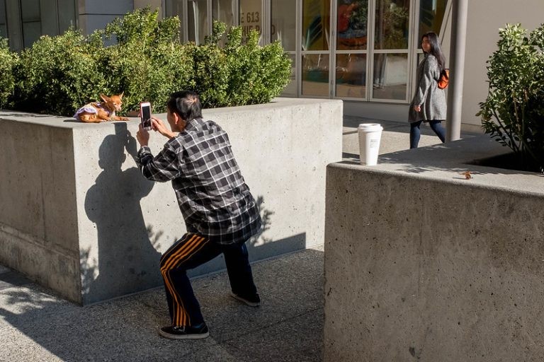 A man in a plaid shirt squats down to take a smartphone photo of a small dog sitting on a concrete barrier.