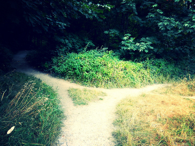 A dirt path splits into a fork in a dense, green wooded area.