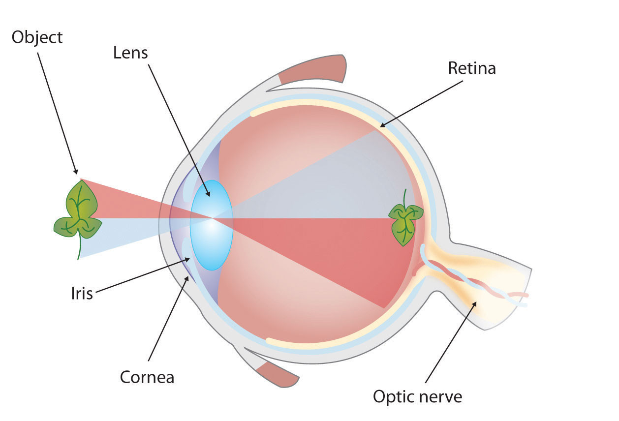Labeled anatomical cross-section diagram of a human eye showing how light forms an image on the retina.