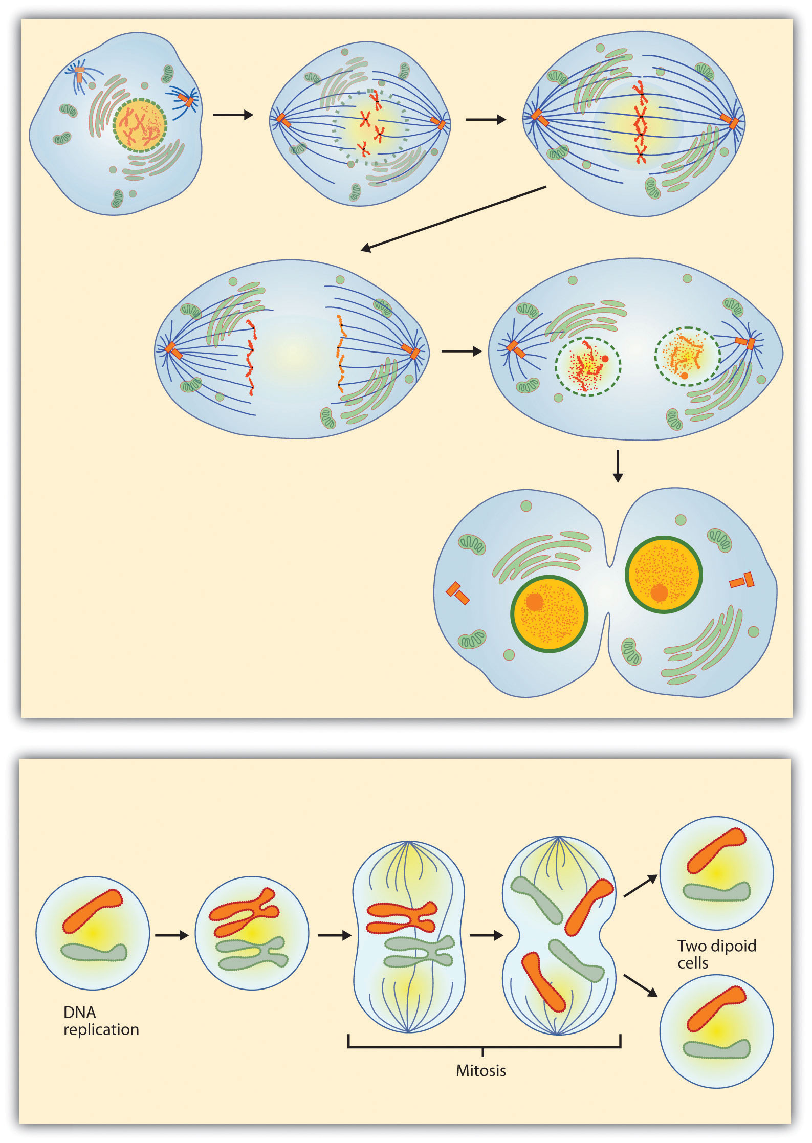 Educational diagram showing the sequential biological phases of cell division and mitosis